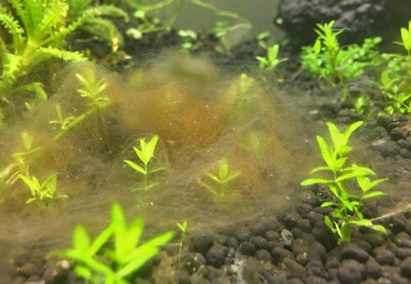 Algen Aquatic Plant Solutions